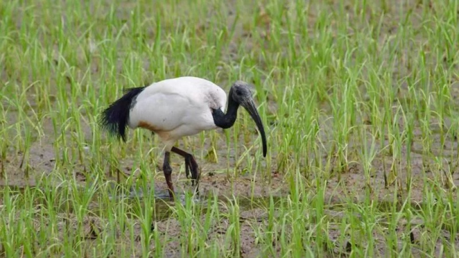 Patto per il Nord, ibis sacro: 